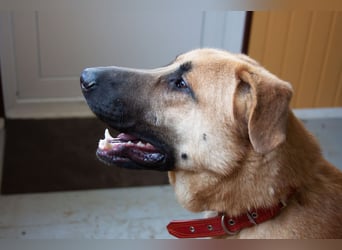 Junge hübsche Leia sucht Familie