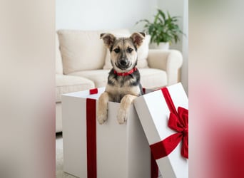 Junger Chernysh möchte die Welt Erkunden