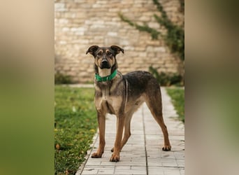 Mutiger Krosh sucht aktive Familie