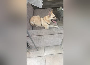 Archie sucht dringend seine Familie... Ort: 29614 Soltau