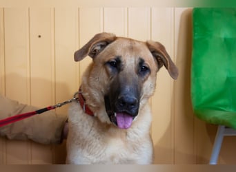 Junge hübsche Leia sucht Familie