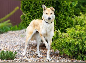 Menschenbezogene Dolly sucht ihre Menschen