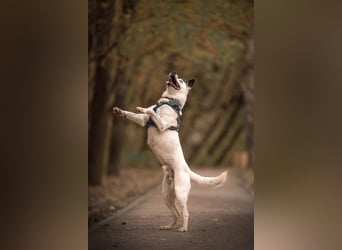 Liebevoll begleitet dich Orlando