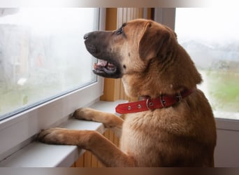 Junge hübsche Leia sucht Familie