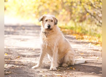 Willie sucht liebevolle menschen
