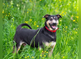 Sean sucht seine begleiter fürs leben