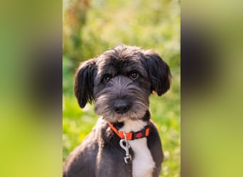 Neugieriger Bob sucht aktive Familie