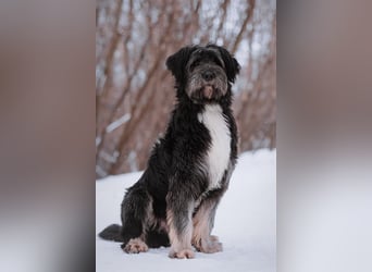 Neugieriger Bob sucht aktive Familie