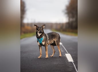 Liebevolle Olivka sucht ihren platz