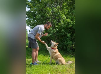 Skye treue seele sucht ....