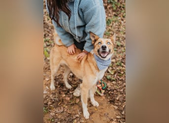 Aktive Mira sucht aktive Menschen (Chemniz)