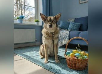 Wuschel Marta wartet auf ihre Menschen