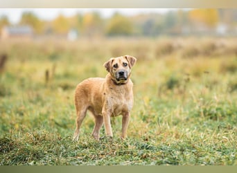 Blind und Taub sucht Pryanik seine Familie