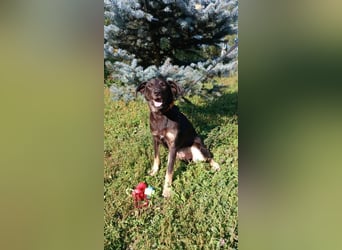 Junger lieber Roni sucht ....