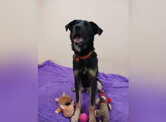 Junger lieber Roni sucht ....