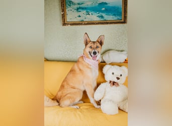 Aktive Mira sucht aktive Menschen (Chemniz)