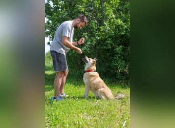 Skye treue seele sucht ....