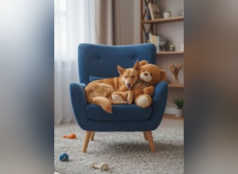 Wunderschöne Vesta sucht ihren platz