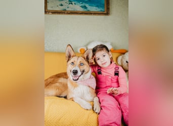 Aktive Mira sucht aktive Menschen (Chemniz)