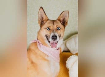 Aktive Mira sucht aktive Menschen (Chemniz)