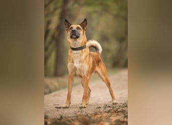 Selbstbewusster Ryzhik sucht neue Familie