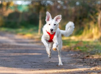 Weißer Uma sucht zu hause