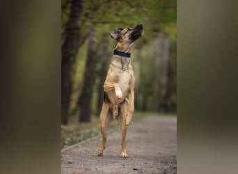 Gib Nosok eine neue Chance...