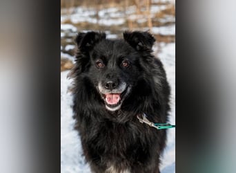 Ruhiger Brig sucht ruhige Menschen