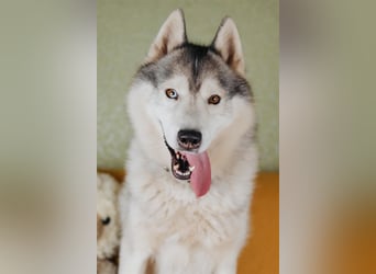 Wunderschöner Rocky sucht Familie