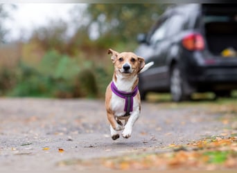 Bucks sucht menschen mit liebe und geduld