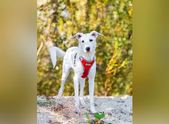 Weißer Uma sucht zu hause