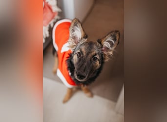 Verzaubert dich die kleine Lisa ?!