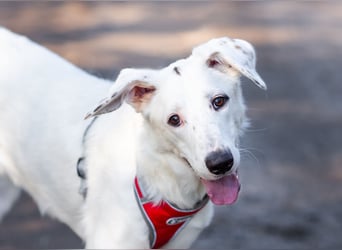 Weißer Uma sucht zu hause