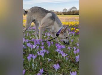Monki - der sensible Hund mit großem Herz sucht sein sicheres Zuhause