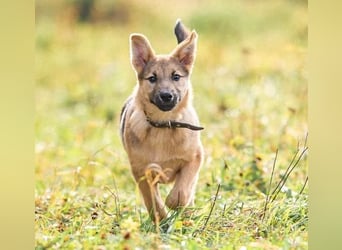 Kleiner Diesel sucht seine Menschen für immer