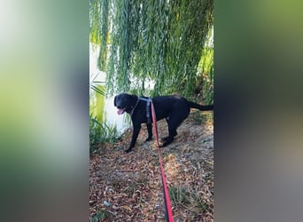 Freundlicher Justin liebt das Leben