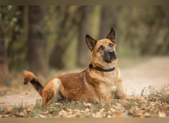 Selbstbewusster Ryzhik sucht neue Familie