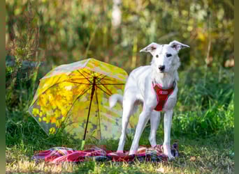 Weißer Uma sucht zu hause