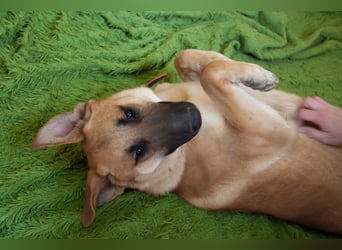 Junge hübsche Leia sucht Familie