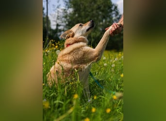 Skye treue seele sucht ....