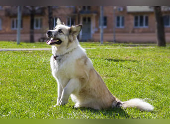 Sheila will liebe und Zuneigung