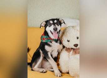 Süße Mia wartet auf ihre Menschen