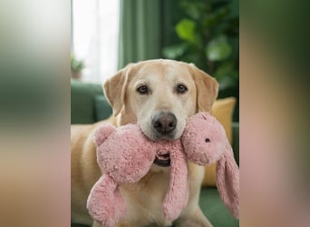 Ulan, weiches Herz wartet auf einen tollen Besitzer