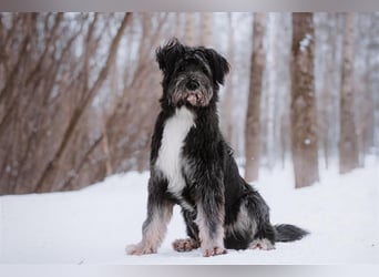 Neugieriger Bob sucht aktive Familie