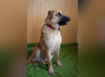 Junge hübsche Leia sucht Familie