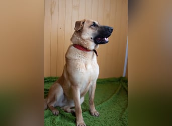 Junge hübsche Leia sucht Familie