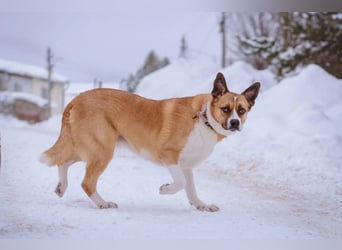 Astra sieht nicht perfekt aus, aber hat ein großes Herz