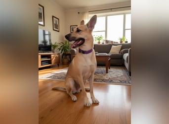 Monki - der sensible Hund mit großem Herz sucht sein sicheres Zuhause