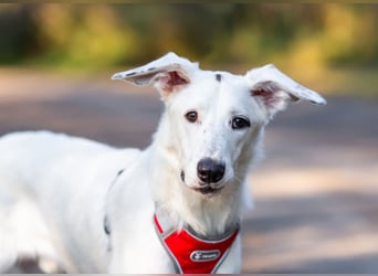 Weißer Uma sucht zu hause