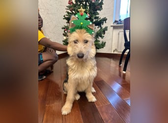 Lustige Jersey verzaubert alle